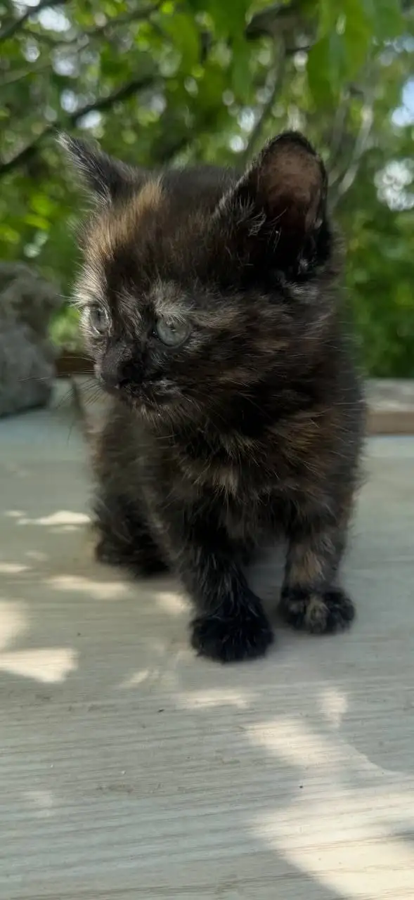 Котята без мамы в лесу - Животные в Симферополь