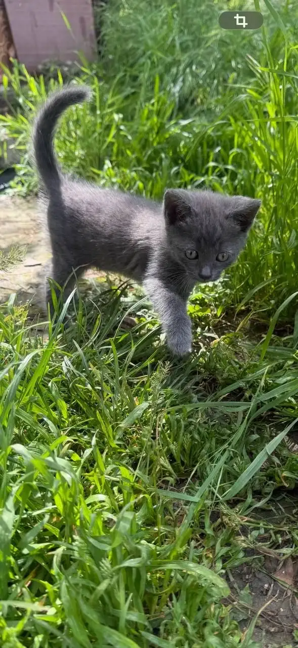 Котята без мамы в лесу - Кошки (Животные) в Симферополь