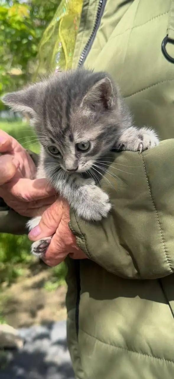 Котята без мамы в лесу - Кошки (Животные) в Симферополь