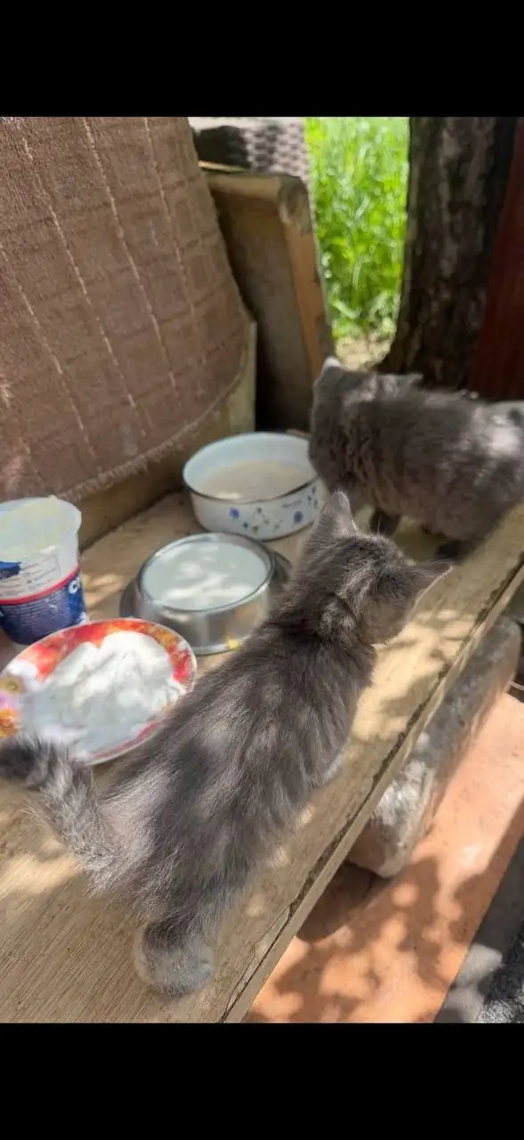 Котята без мамы в лесу - Кошки (Животные) в Симферополь