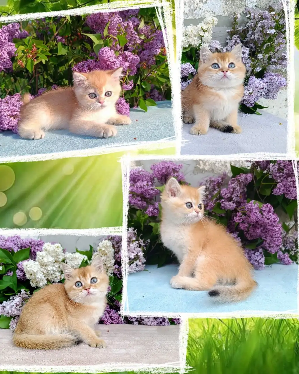 Продажа британских котят - Кошки (Животные) в Симферополь