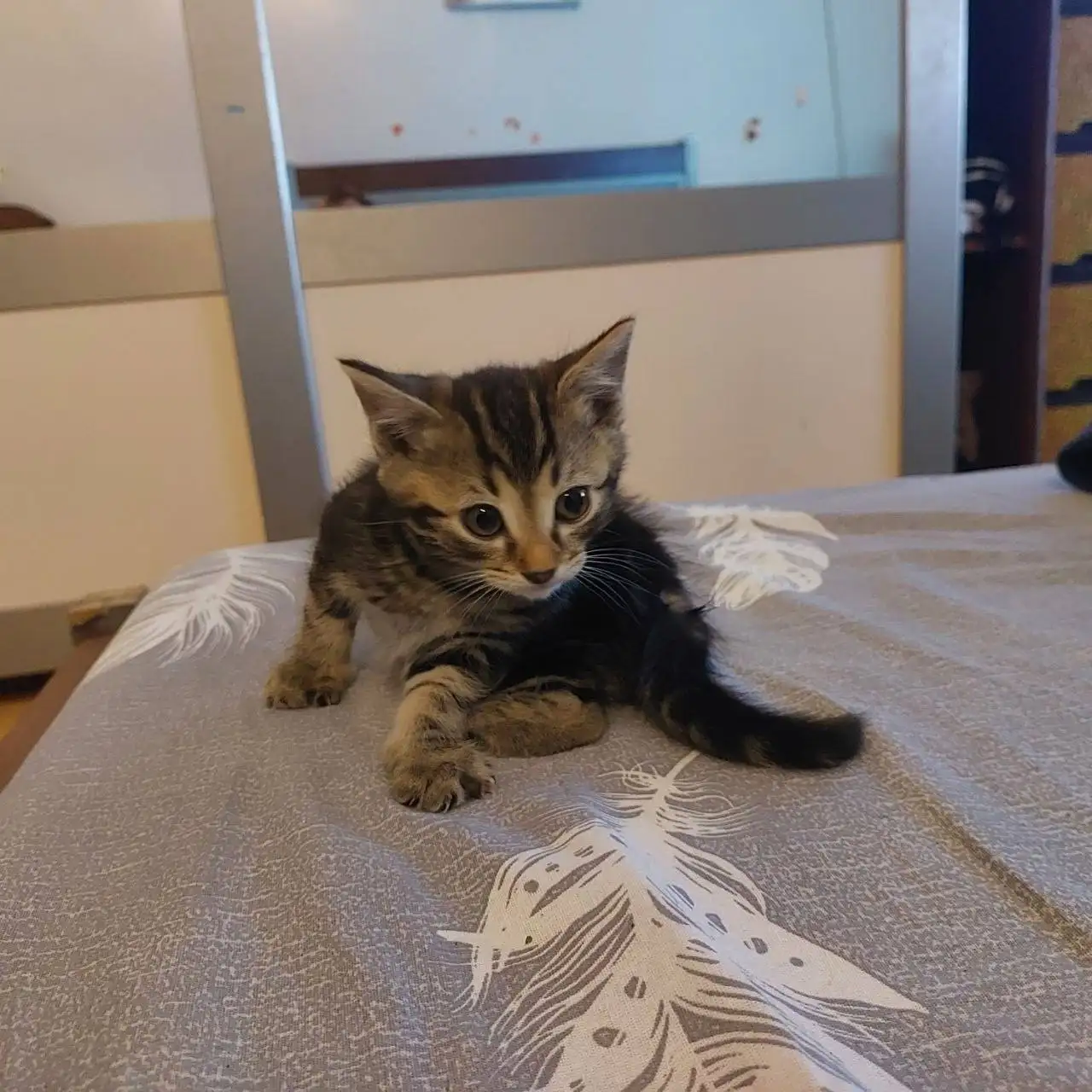 Котик ищет дом - Животные в Симферополь
