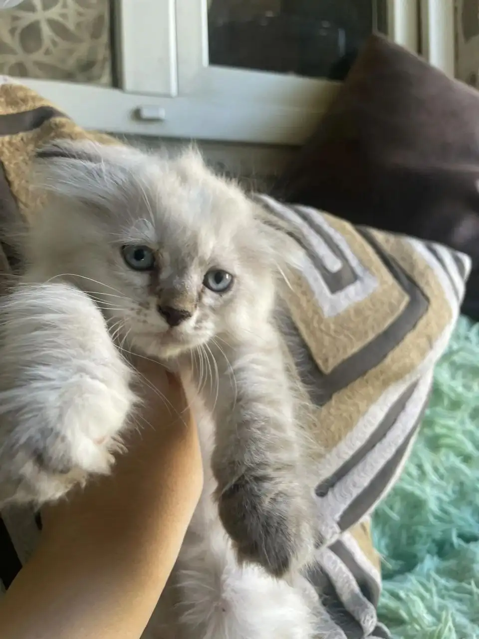 Продаются котята вислоухий шотландец + мейн-кун - Кошки (Животные) в Симферополь