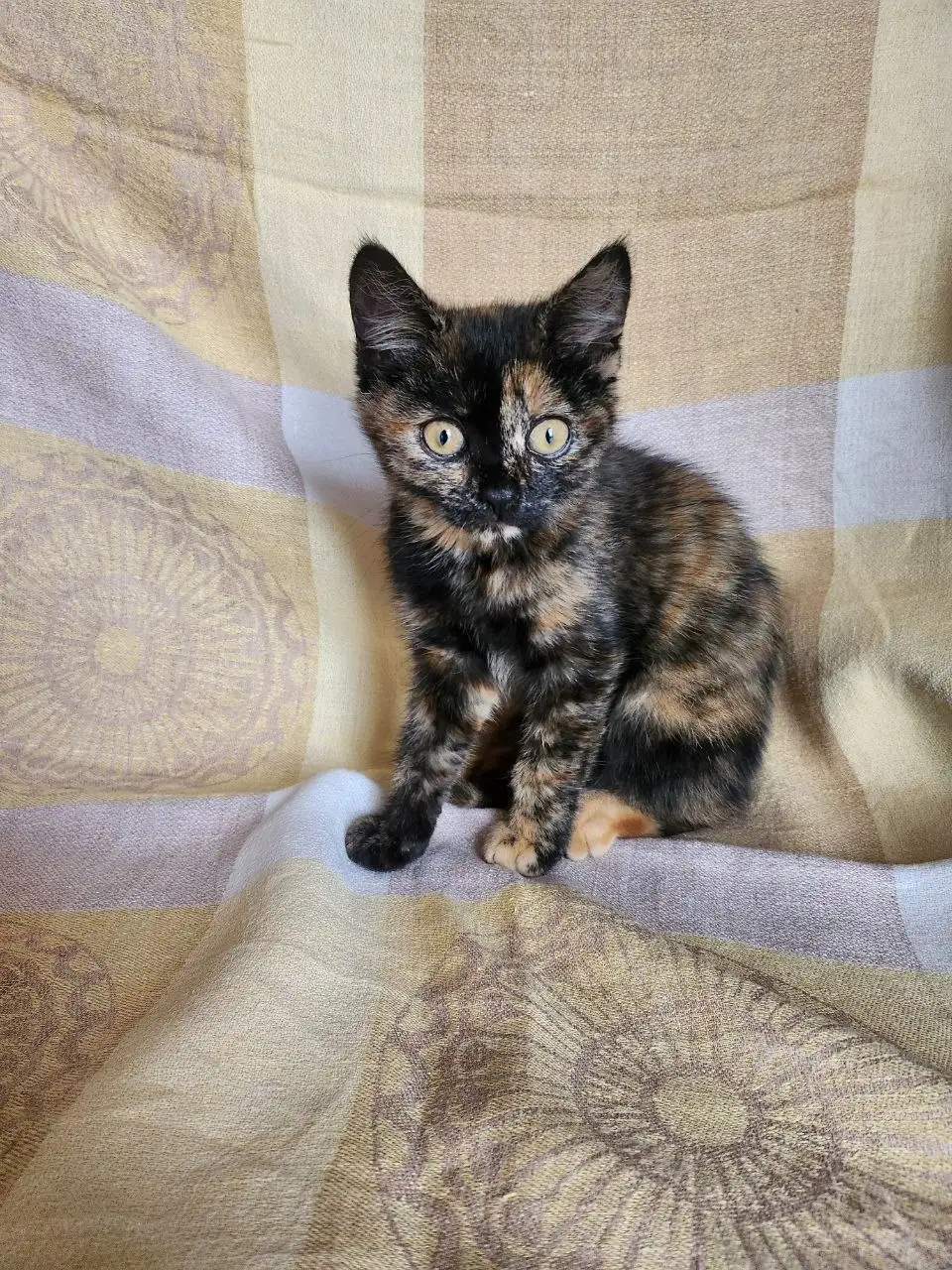 Кошка ищет дом - Кошки (Животные) в Симферополь