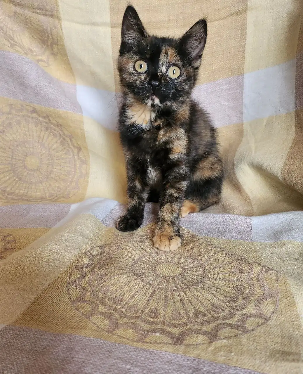Кошка ищет дом - Кошки (Животные) в Симферополь