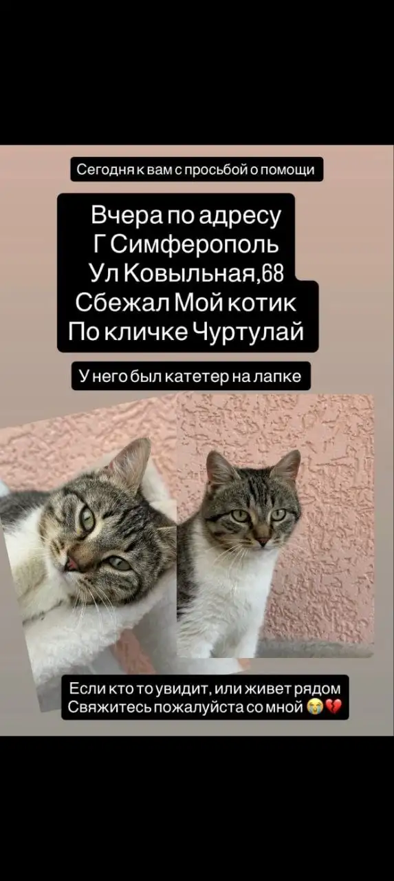 Пропал котик с катетером в лапке - Барахолка в Симферополь
