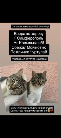 Пропал котик с катетером в лапке - частное объявление в Симферополь