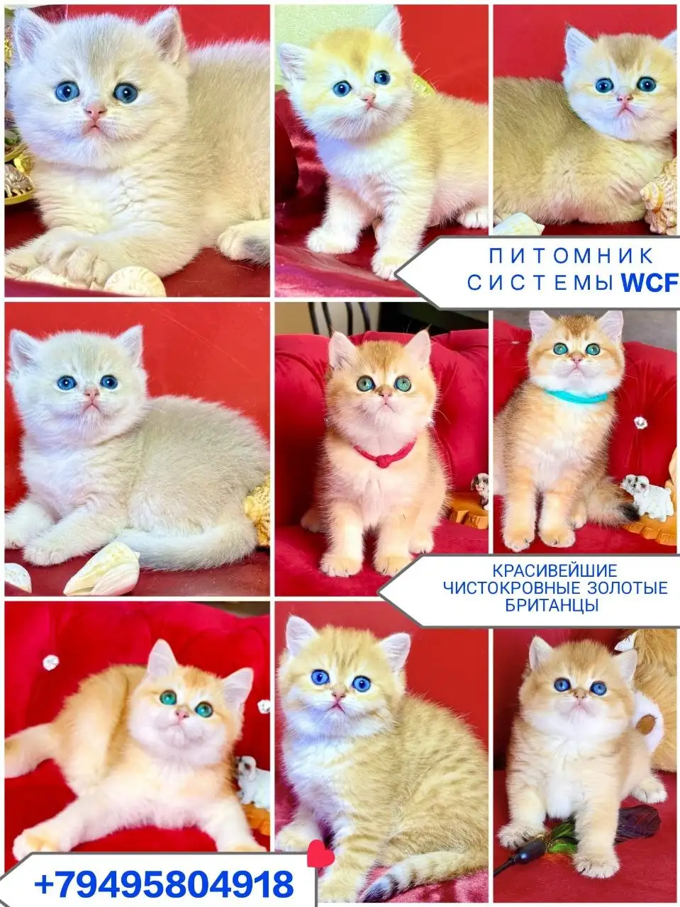Продажа котят британских чистокровных - Кошки (Животные) в Симферополь
