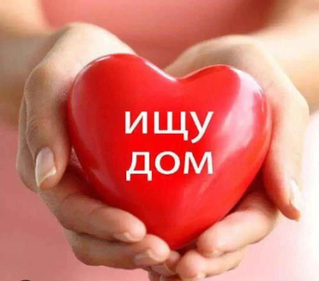 Ищут дом для двух собак - Собаки (Животные) в Симферополь