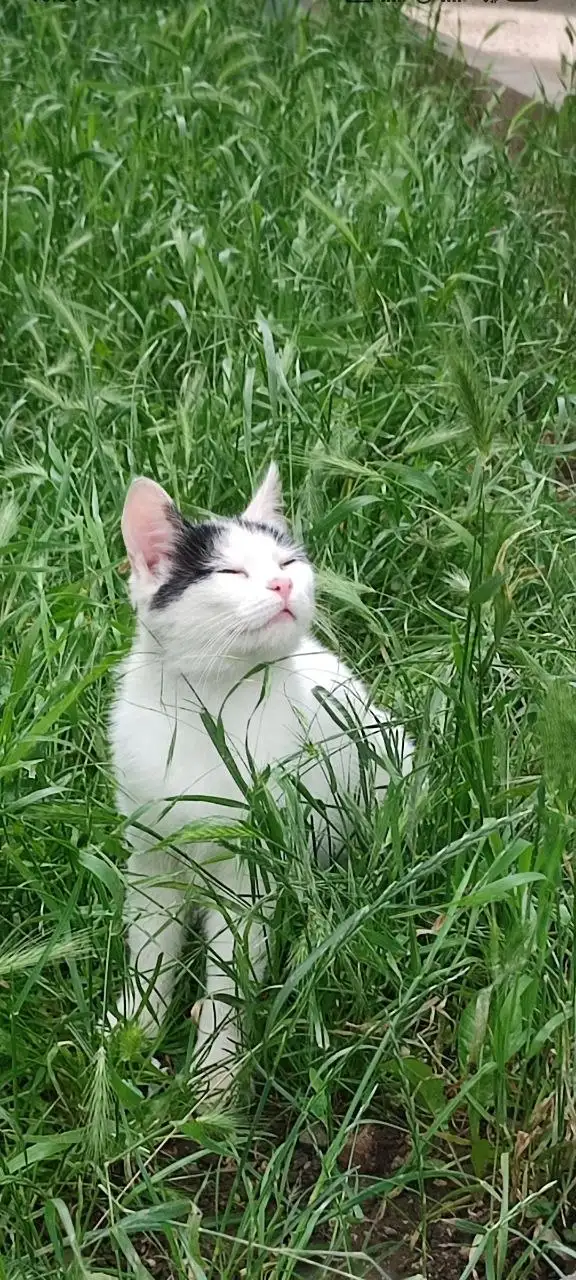 Котёнок ищет дом - Кошки (Животные) в Симферополь