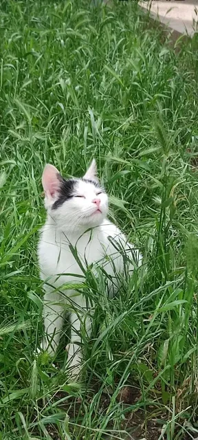 Котёнок ищет дом - Отдам в добрые руки в Симферополь