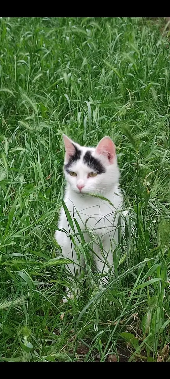 Котёнок ищет дом - Кошки (Животные) в Симферополь