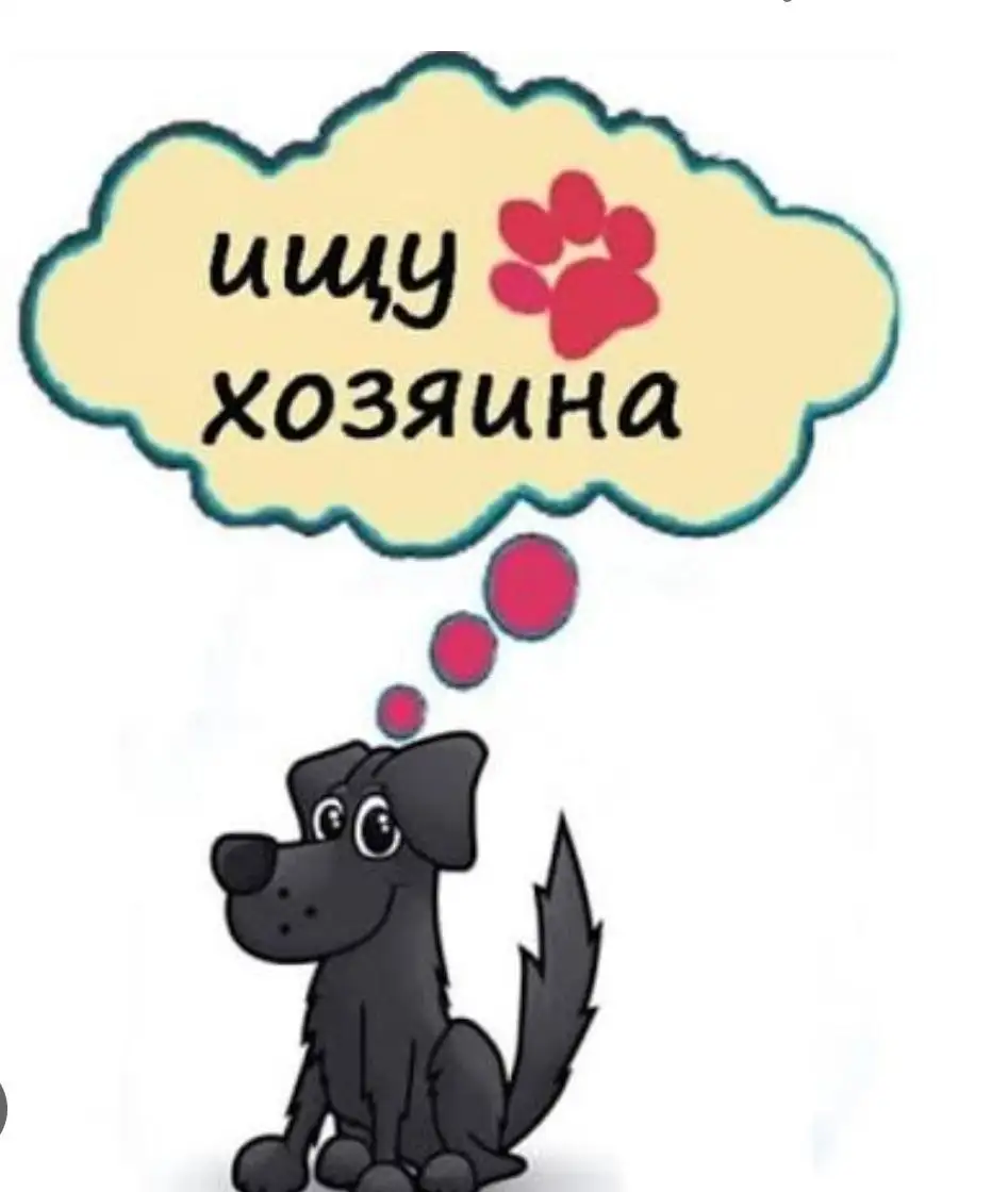 Кабачок Тоша ищет семью - Собаки (Животные) в Симферополь
