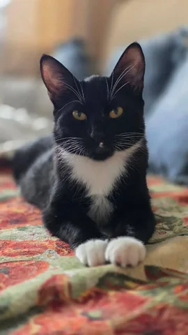 Кот Лева ищет дом - Животные в Владивосток