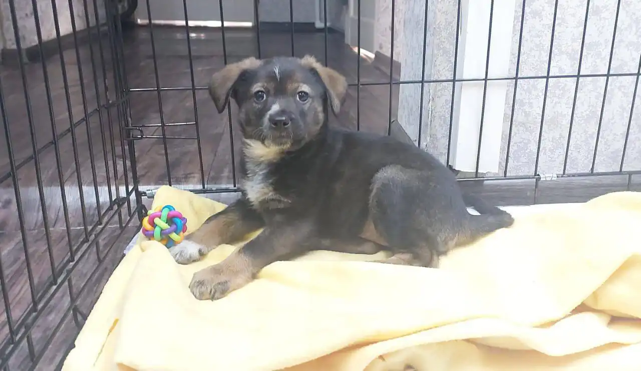 Щенок для семьи