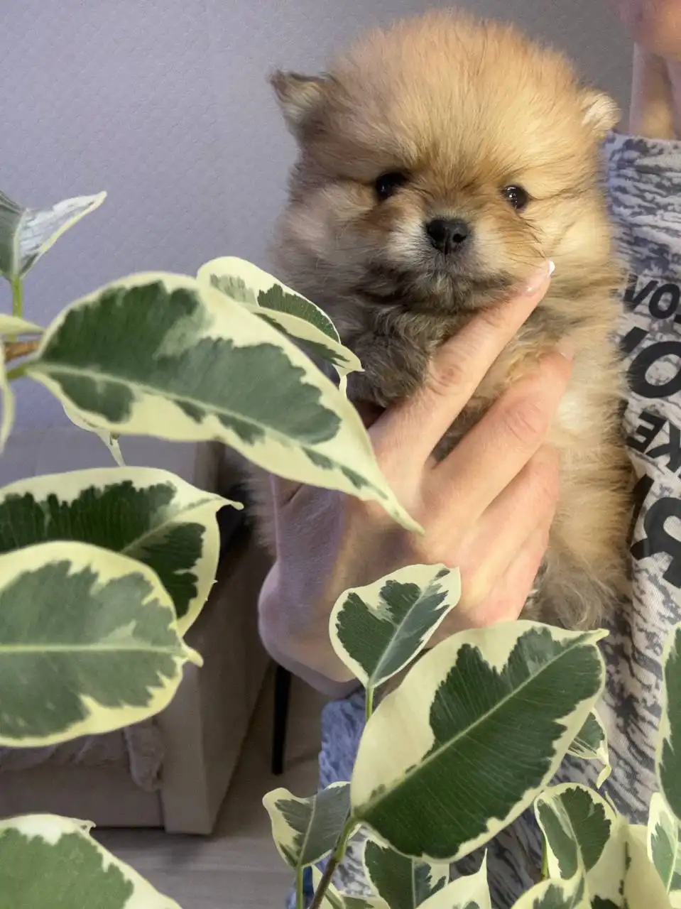 Продаются щенки померанского шпица