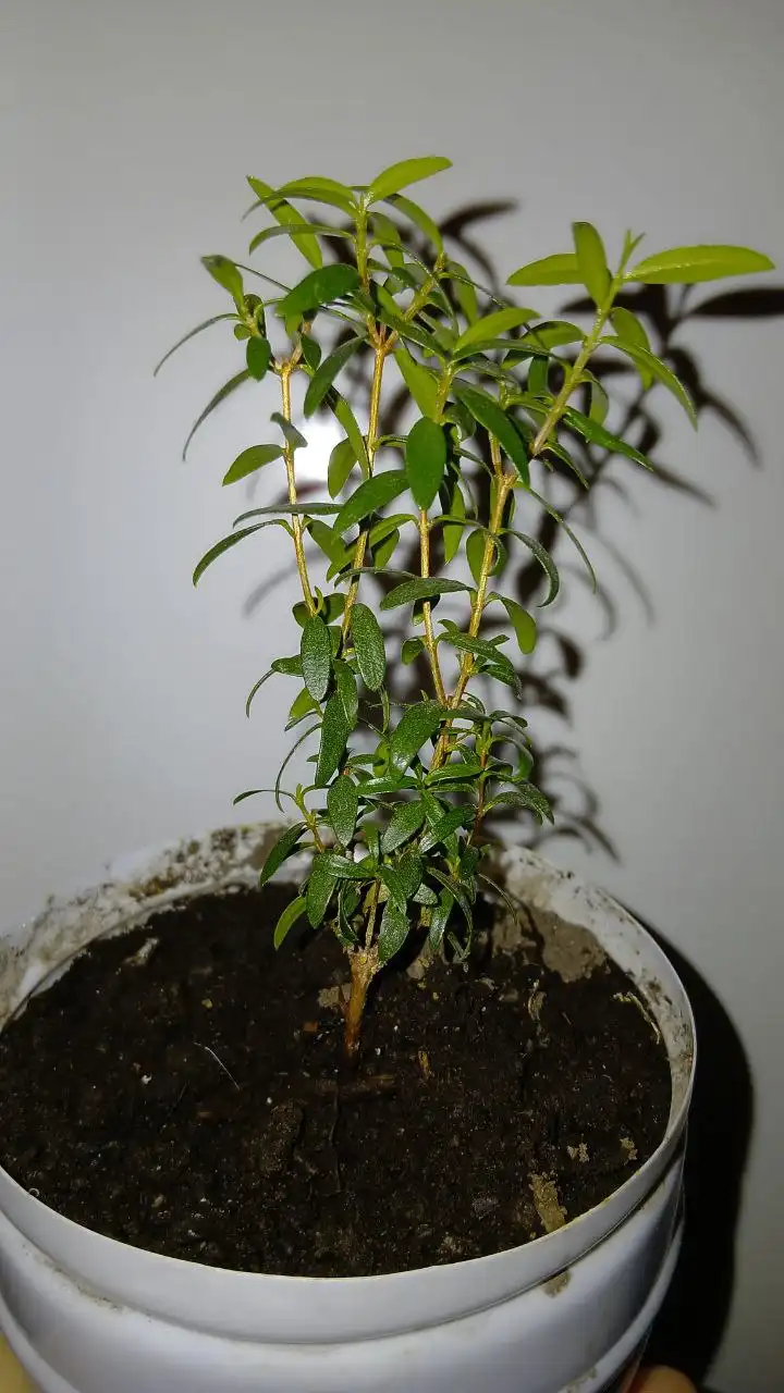 Мирт - символ тишины, мира и наслаждения