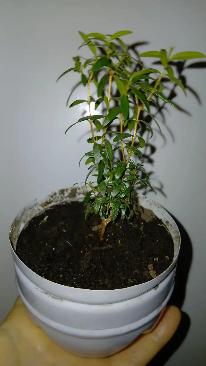 Мирт - символ тишины, мира и наслаждения