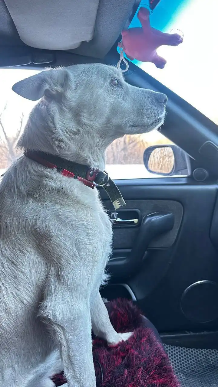 Ищу нового хозяина для собаки Снежок