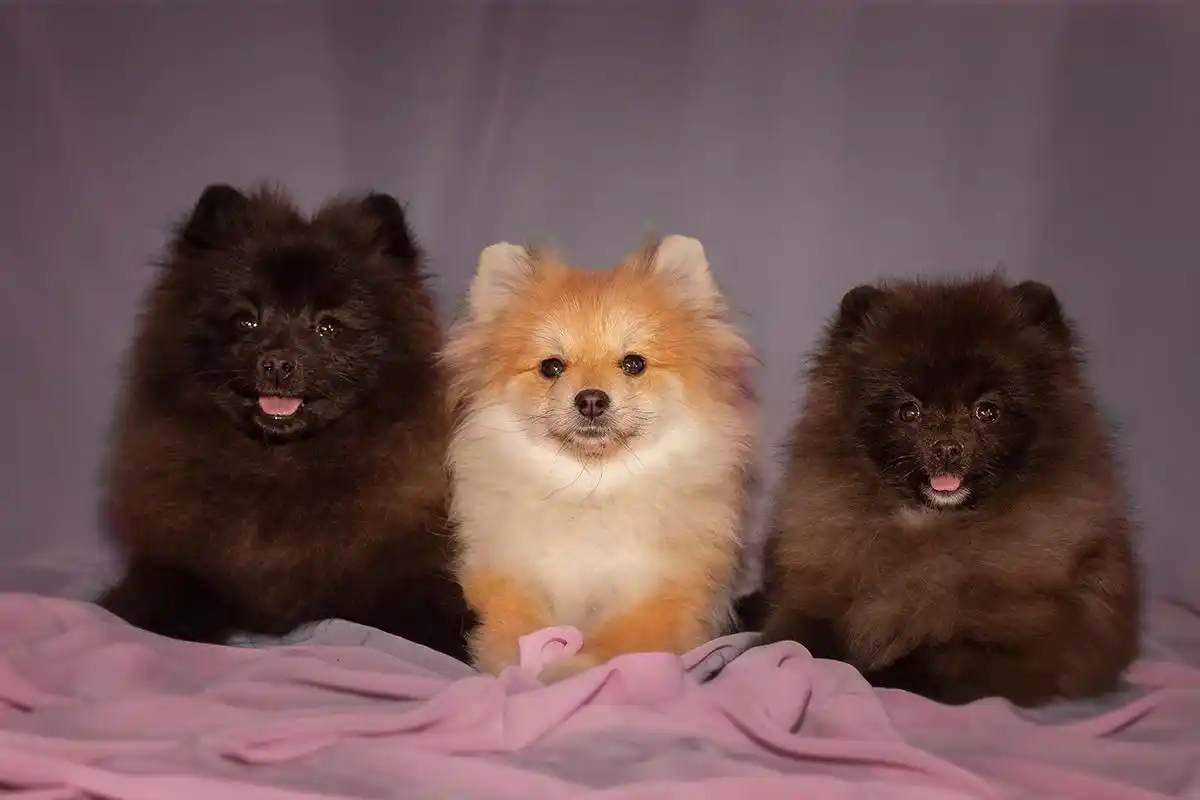 Щенки шпица - Животные в Владивосток