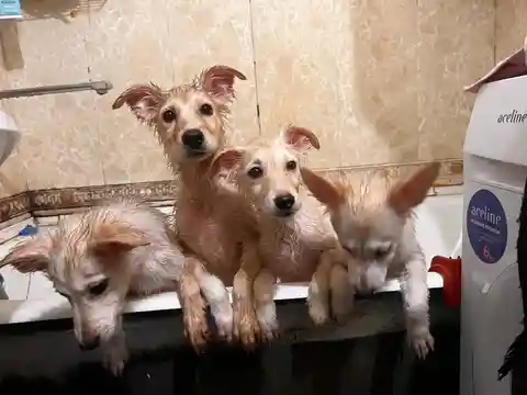 Отдам щенков даром - Животные в Владивосток