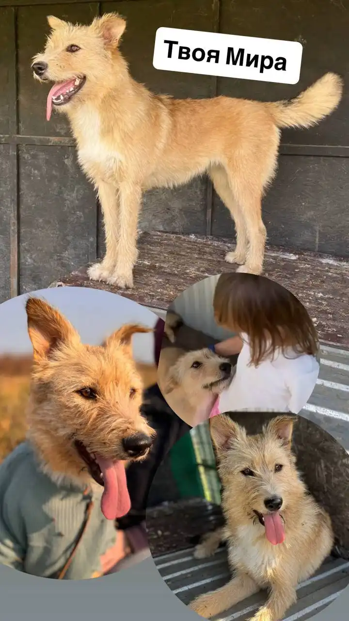 Ищет дом чудесная Мира — метис ретривера и лабрадора