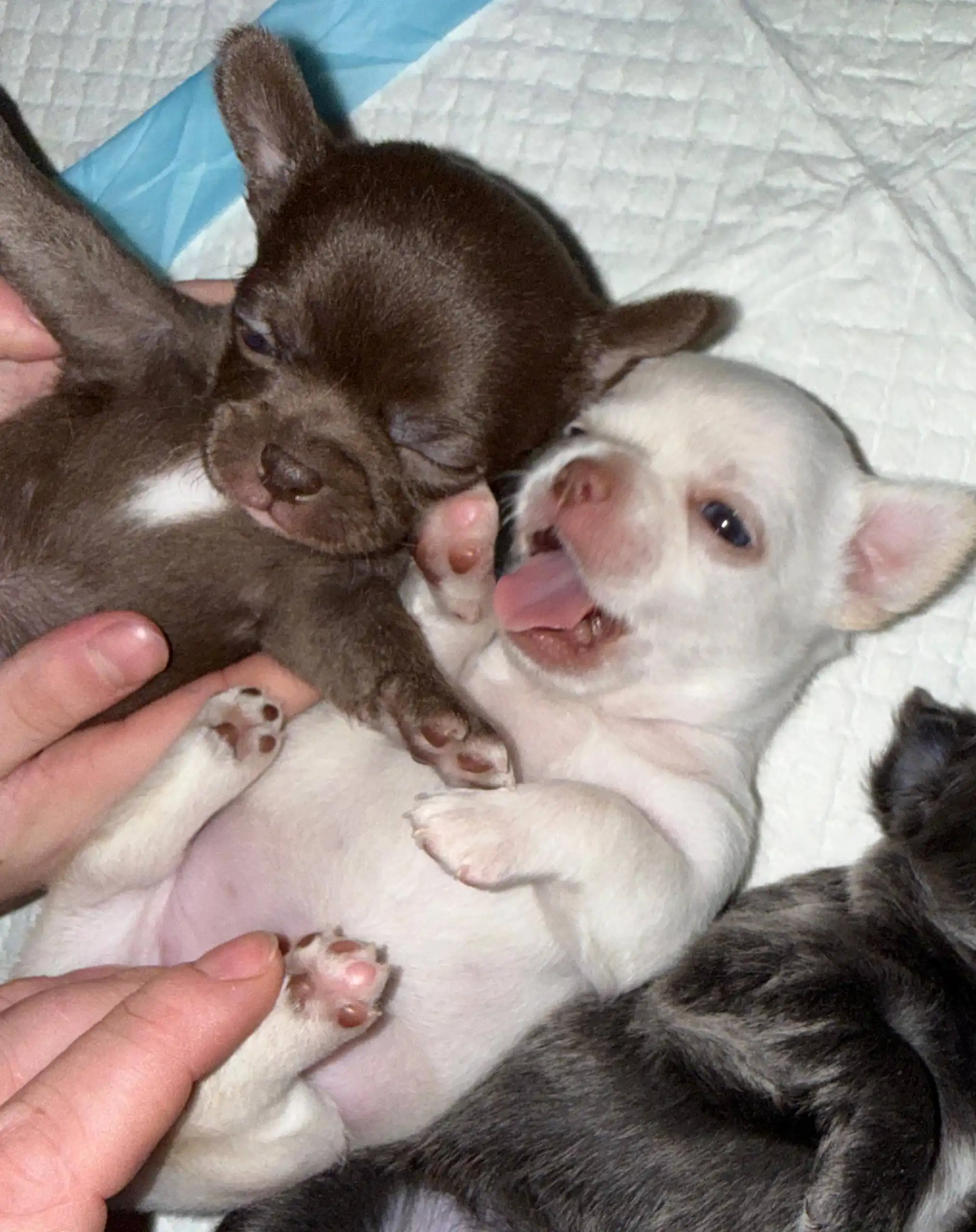 Чихуахуа с документами РКФ