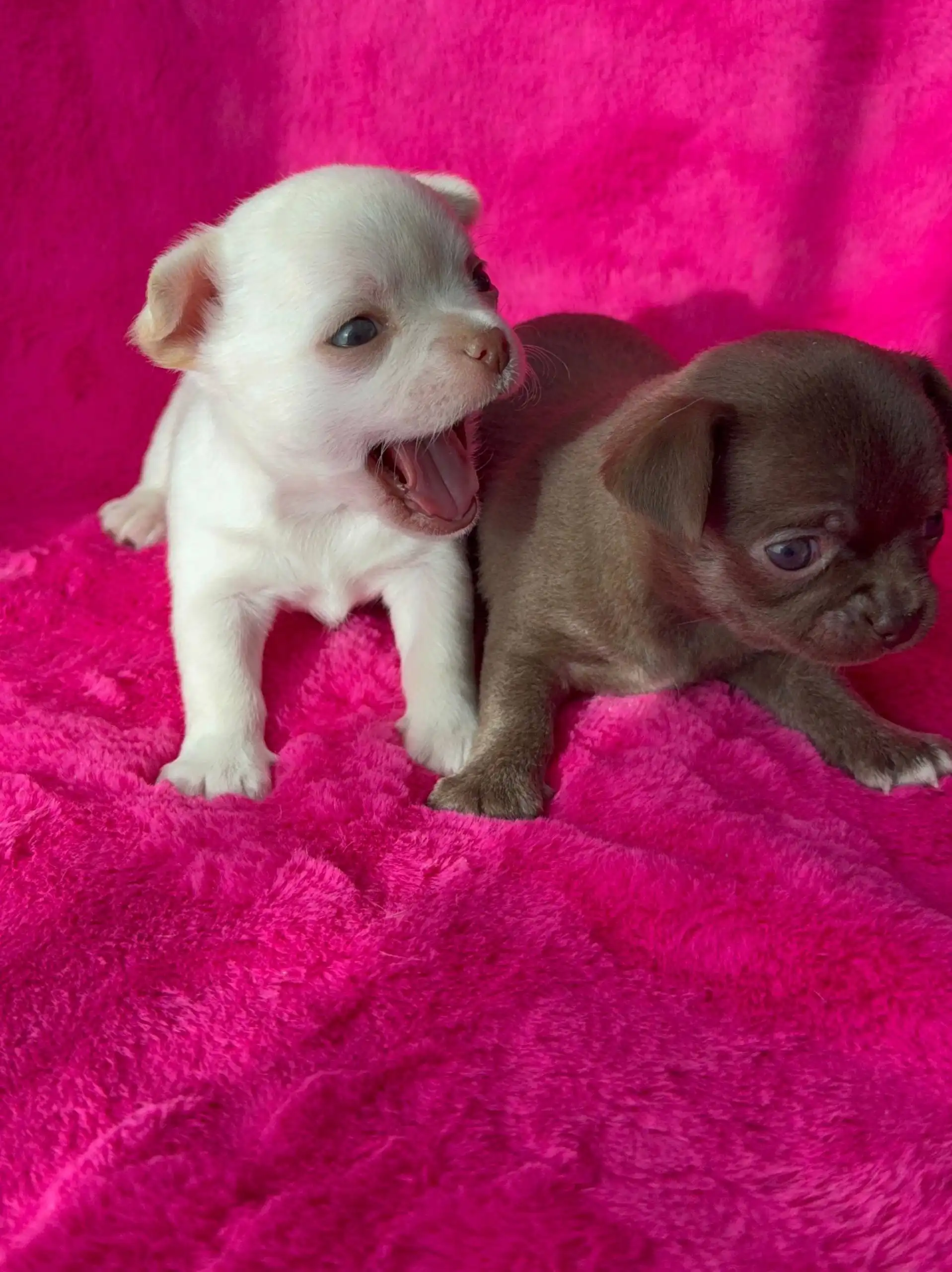 Чихуахуа с документами РКФ