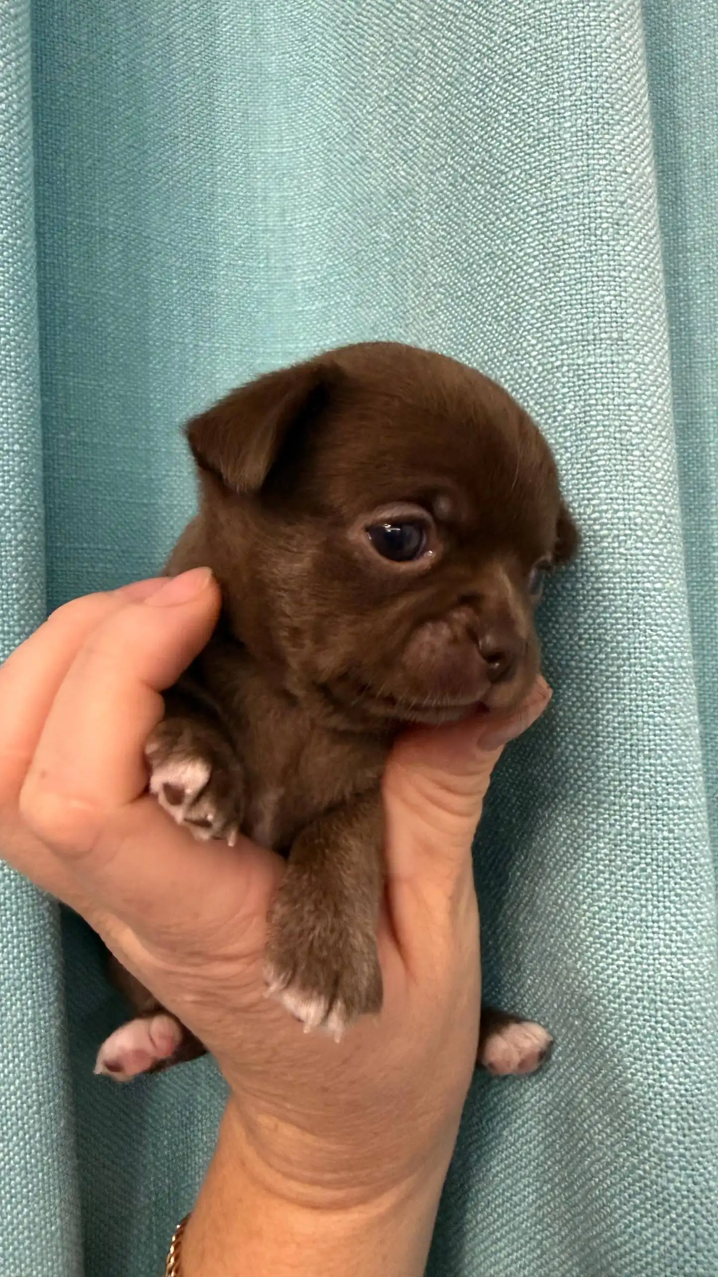 Чихуахуа с документами РКФ