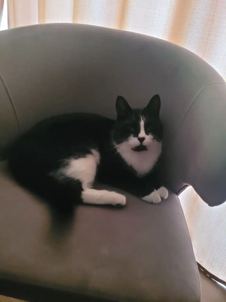 Пропал кот Пуша в районе Дефриза