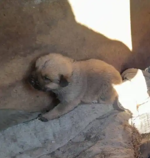 Передержка для котят