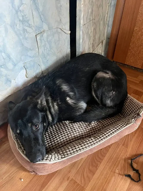 Щенок помесь овчарки и малинуа - Животные в Владивосток