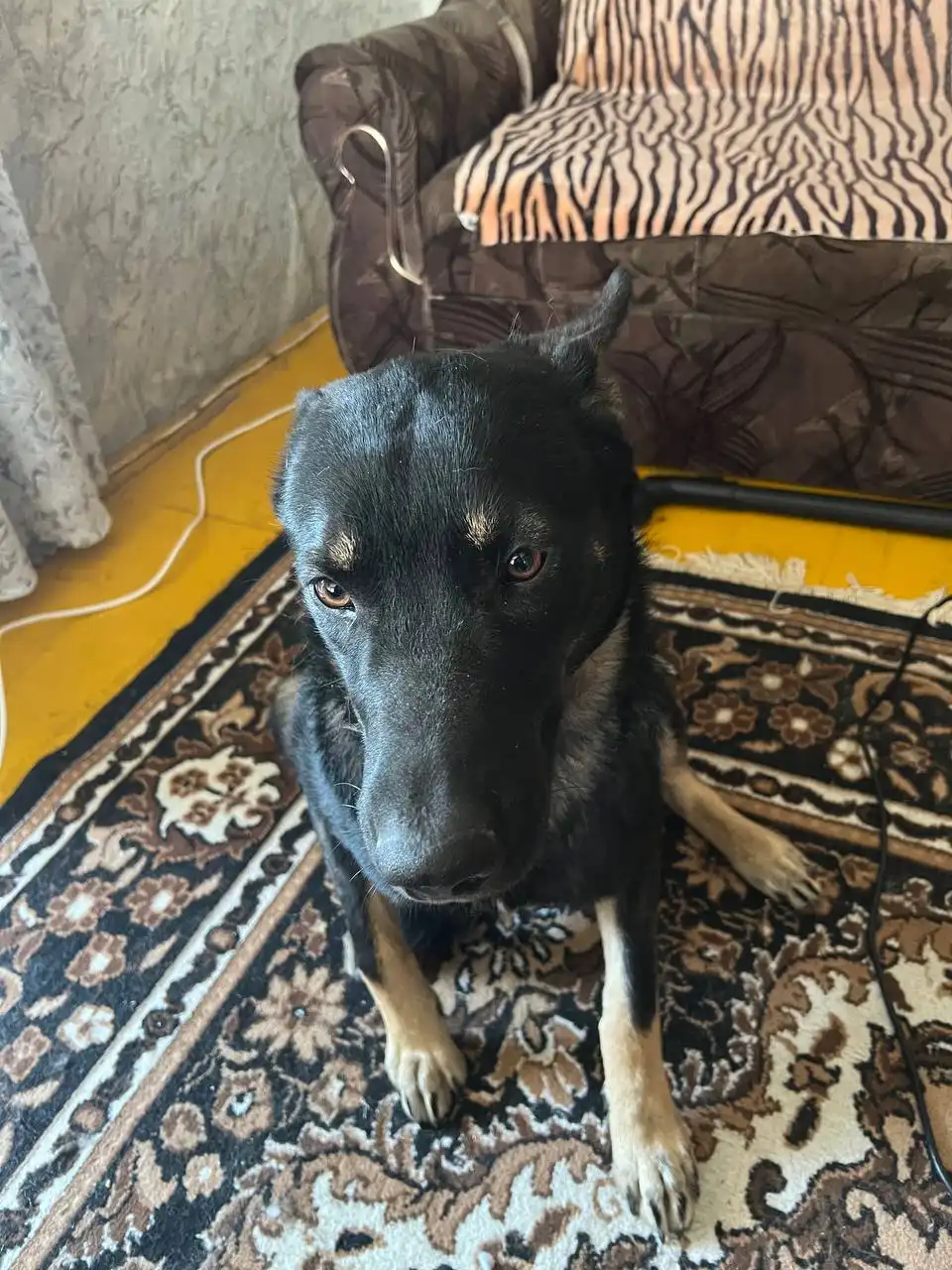 Щенок помесь овчарки и малинуа