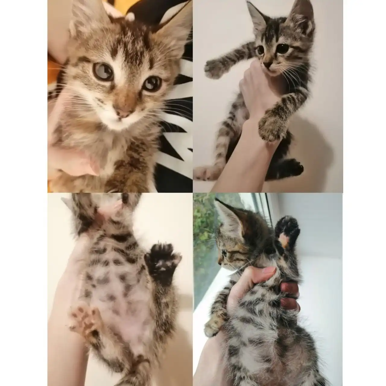 Трехцветная кошечка 3-4 месяца