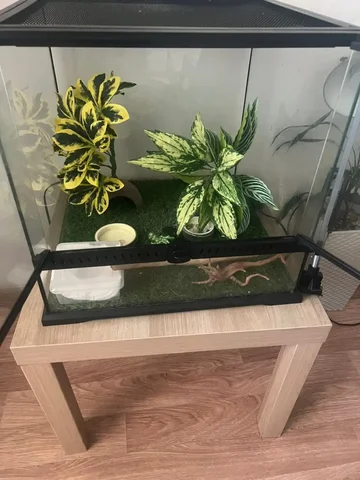 Террариум для ящерицы с аксессуарами - Животные в Владивосток