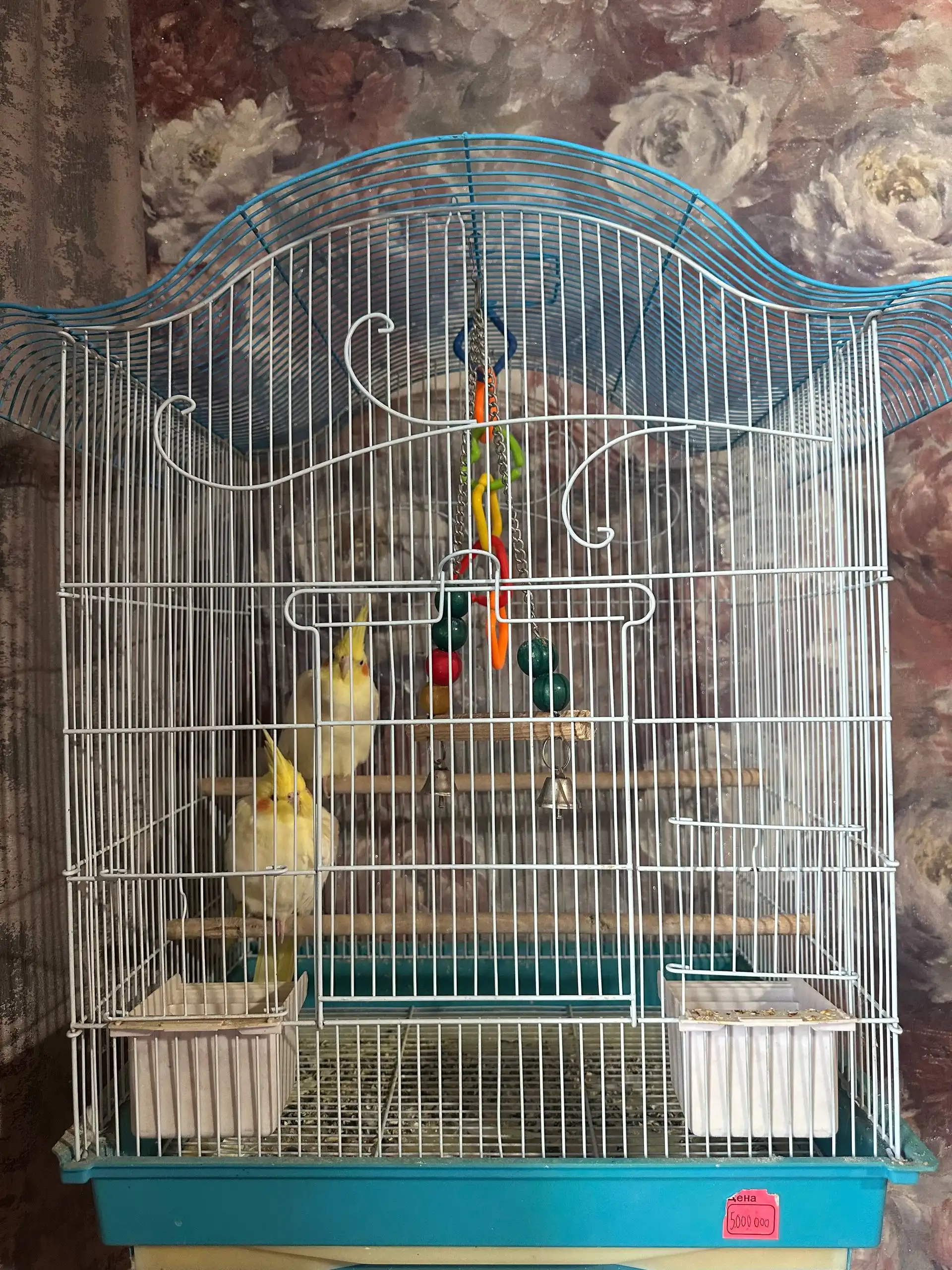 Продажа двух попугаев с клеткой