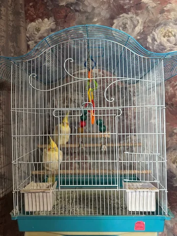 Продажа двух попугаев с клеткой - Животные в Владивосток