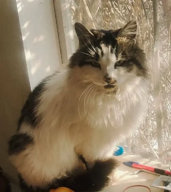 Срочно нужен дом для брошенной кошки во Владивостоке - Животные в Владивосток