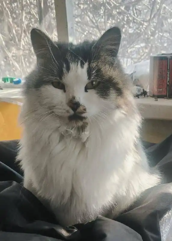 Срочно нужен дом для брошенной кошки во Владивостоке