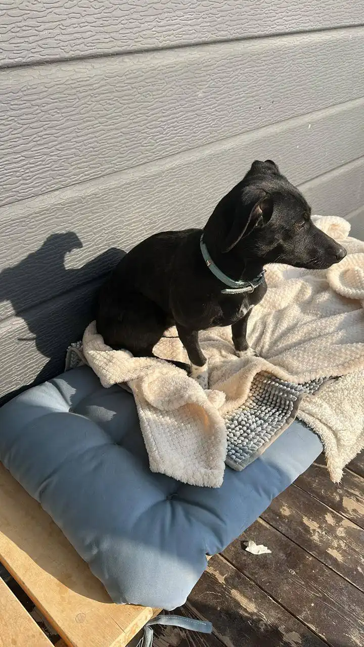 Ласковая девчушка ищет дом