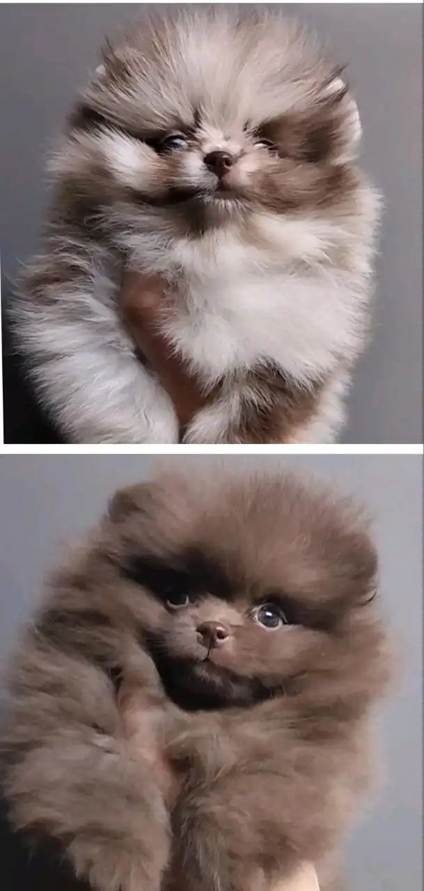 Щенки шпица померанского разных окрасов и возраста