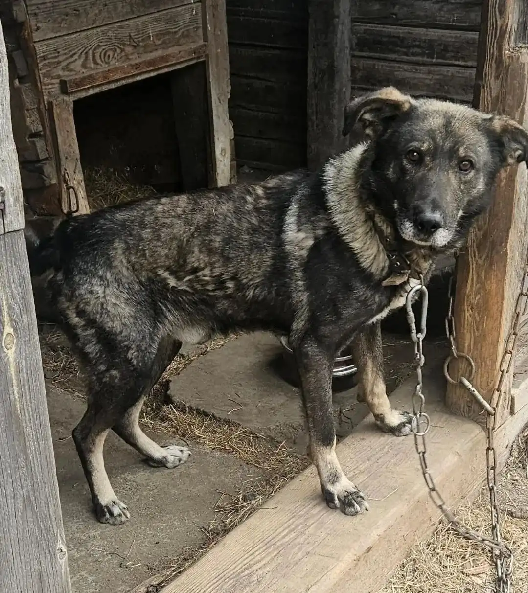 Сторожевой пёс Граф
