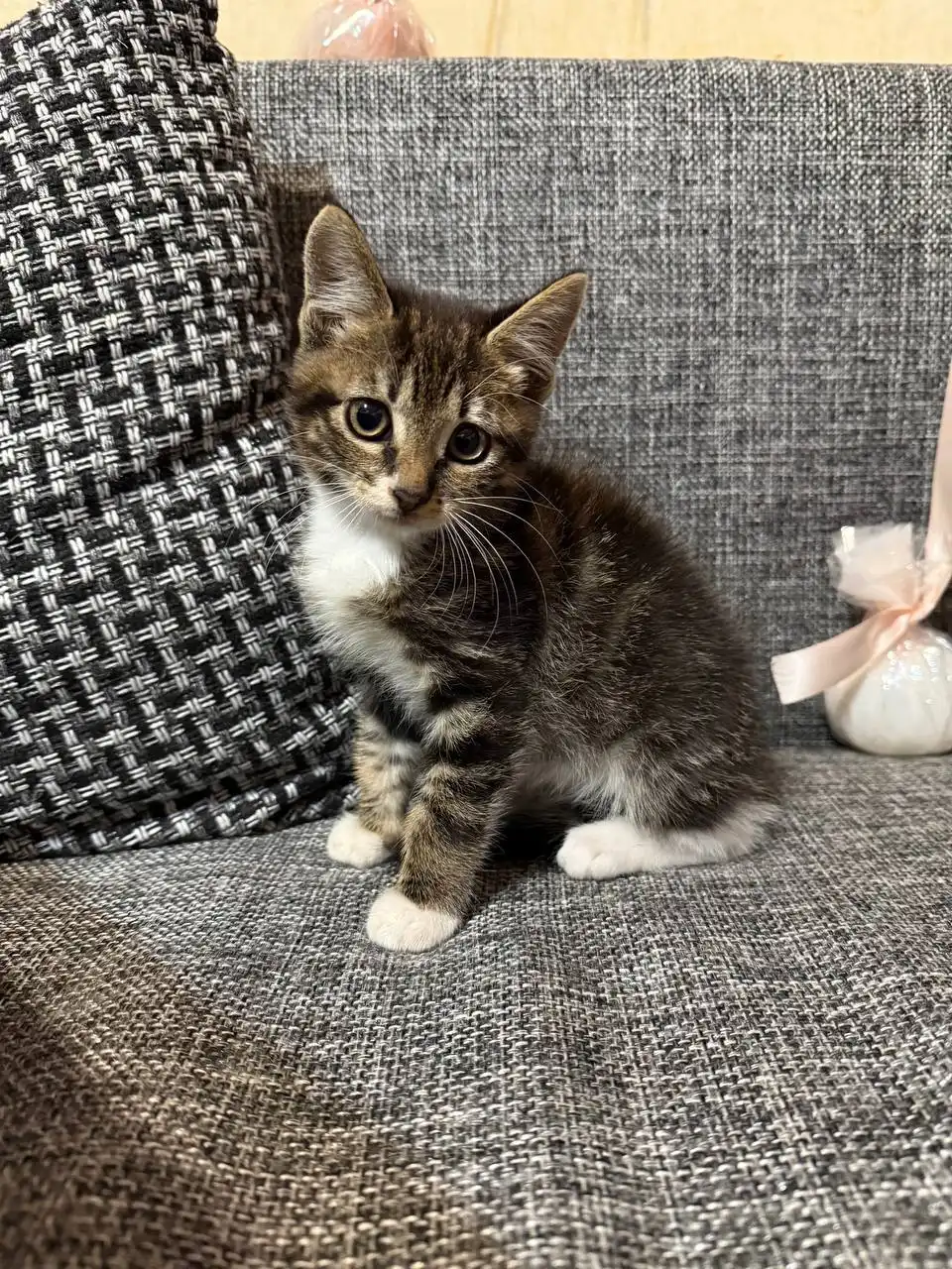 Котёнок 2 месяца в добрые руки