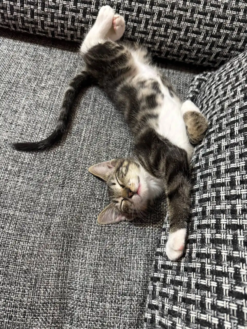 Котёнок 2 месяца в добрые руки