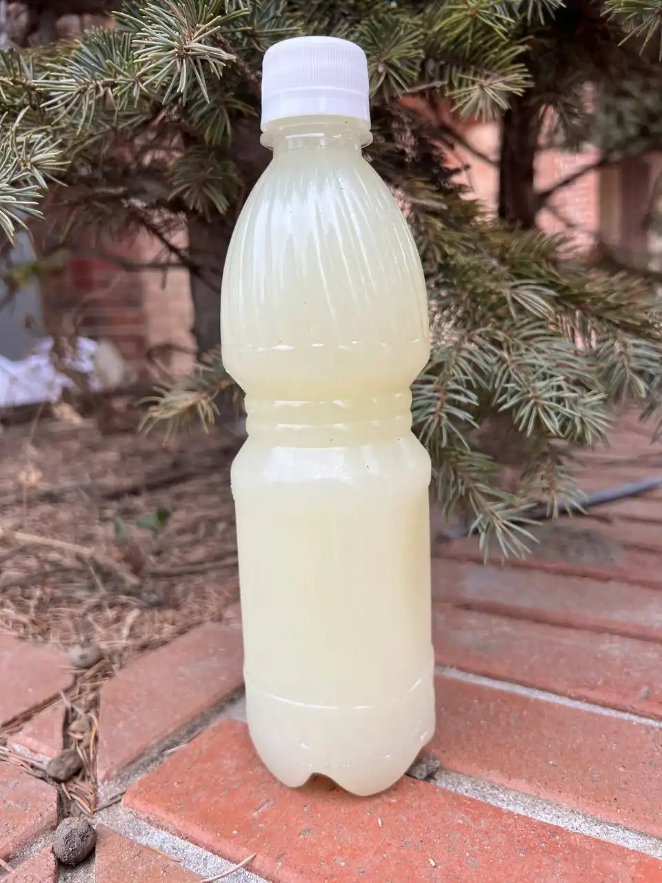 Продам барсучий жир свежий топленный