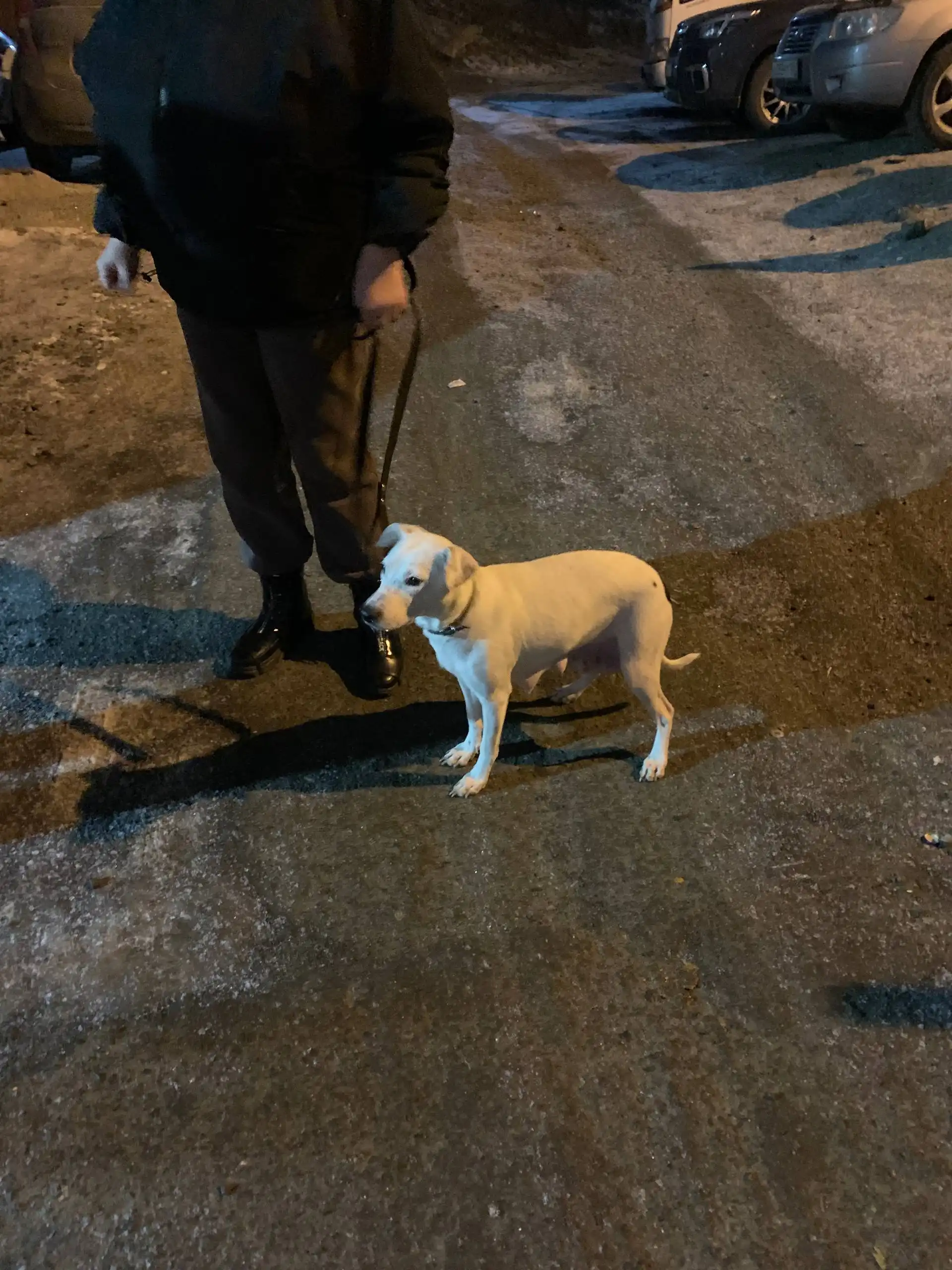 Продажа мамки