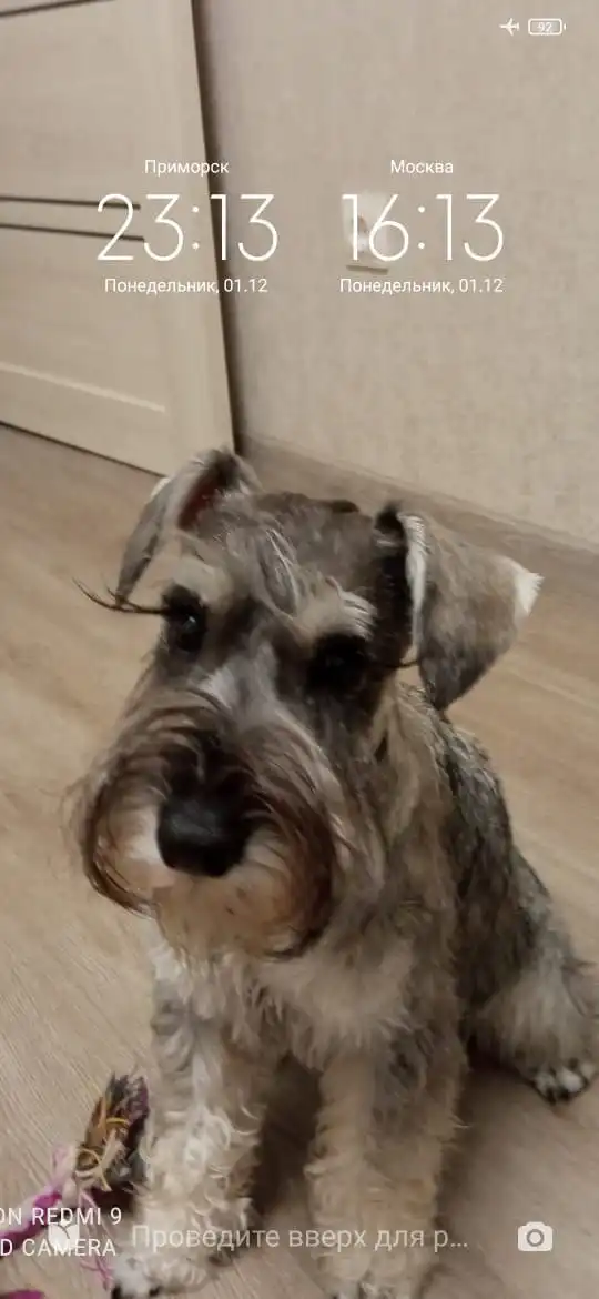 Пропал цвергшнауцер во Владивостоке