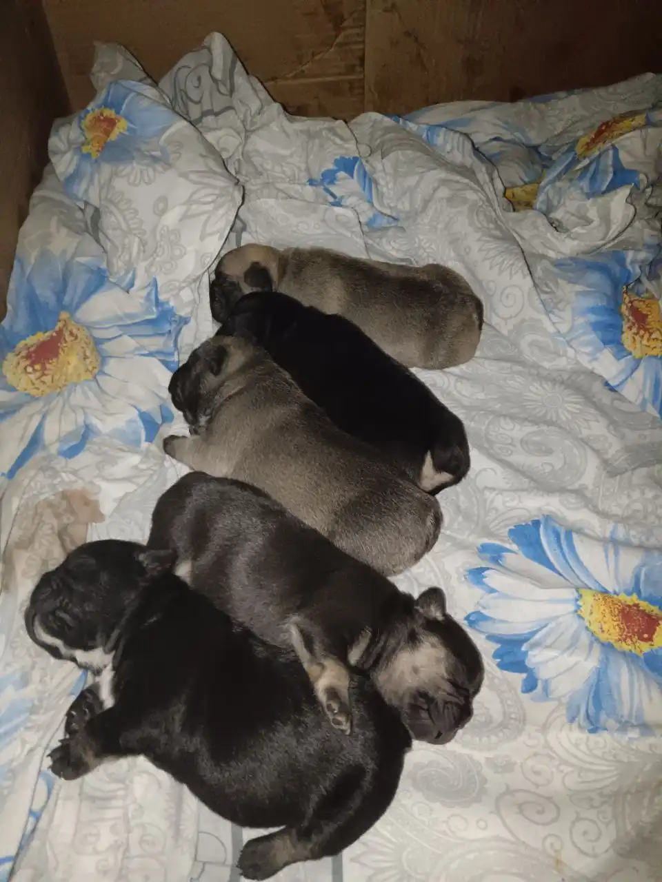 Щенки французского бульдога без документов в Находке