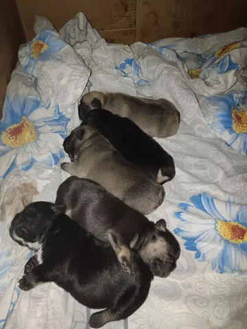 Щенки французского бульдога без документов в Находке - Животные в Находка