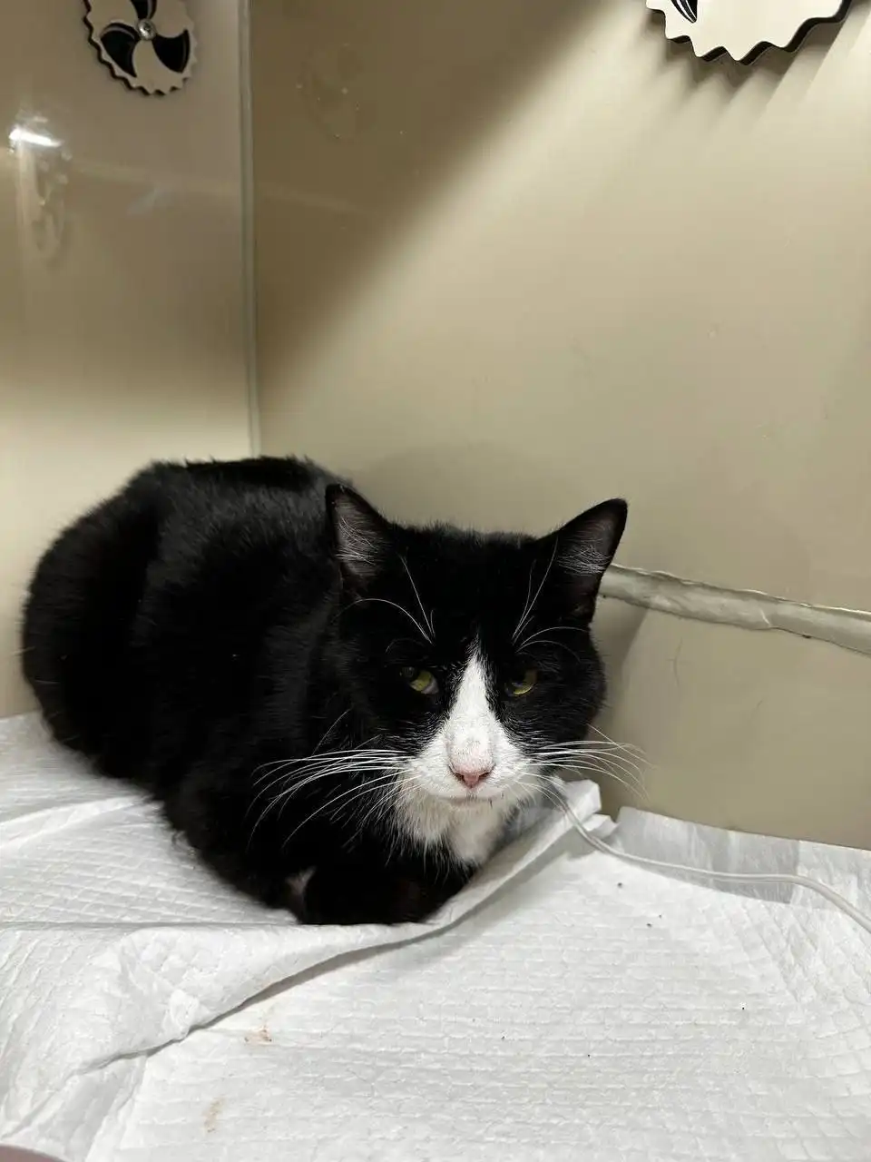 Срочно нужен донор крови для кота с панлейкопенией